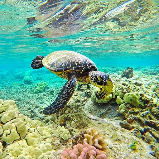 GoPole Dome Switch Pour GoPro HERO8 7 GoPole Dome Switch Pour GoPro HERO8 – Image 5