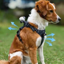 Harnais Insta360 Pour Animaux -Magasin D’Équipement De Caméra D’Action harnais insta360 pour animaux 5